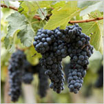 Winemakers Take On Brazil’s Climate